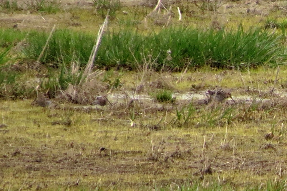 Wilson's Snipe - ML26083881