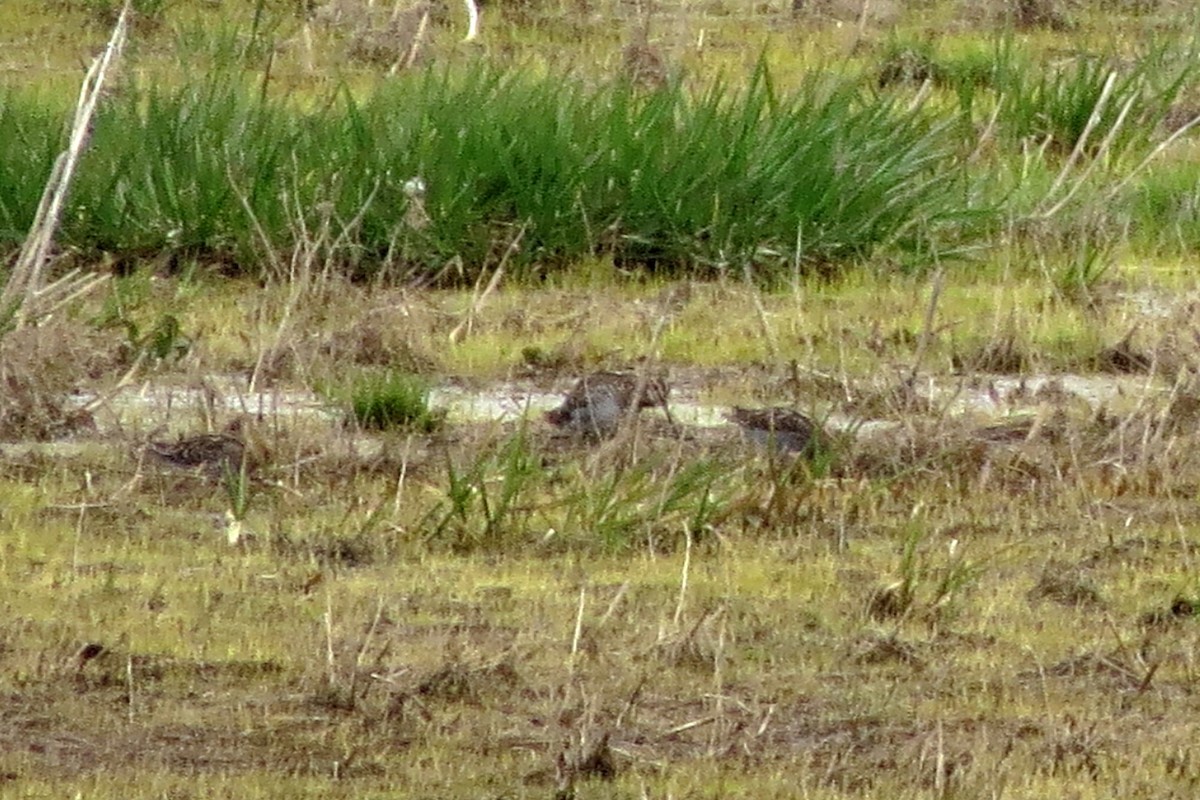 Wilson's Snipe - ML26083891