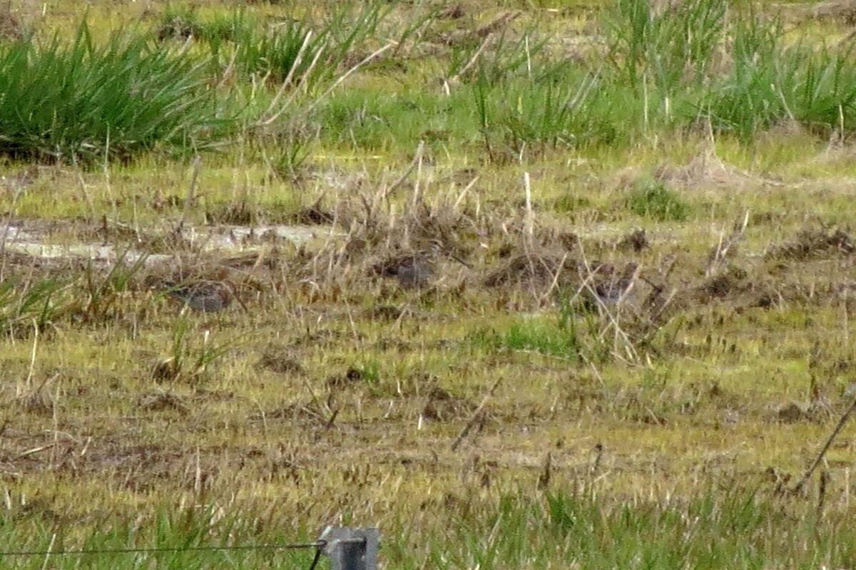 Wilson's Snipe - ML26083901