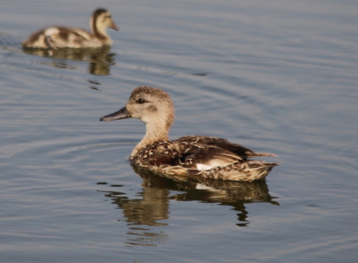 Gadwall (Common) - Michael Long