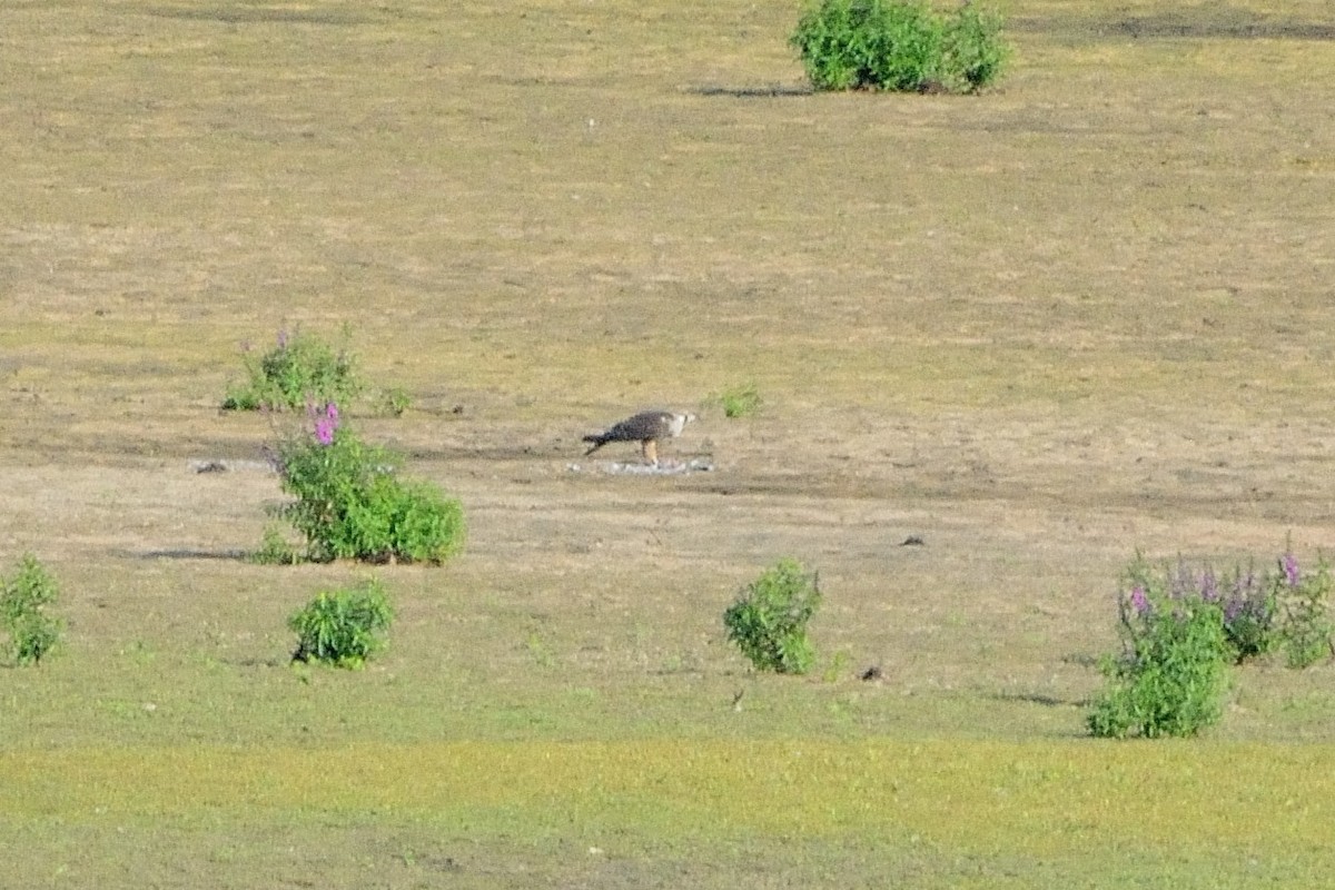 Halcón Peregrino - ML260841431