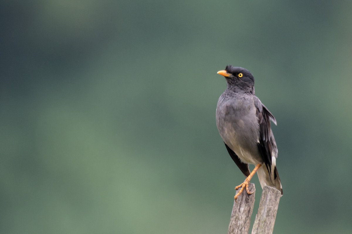 Jungle Myna - Ian Hearn