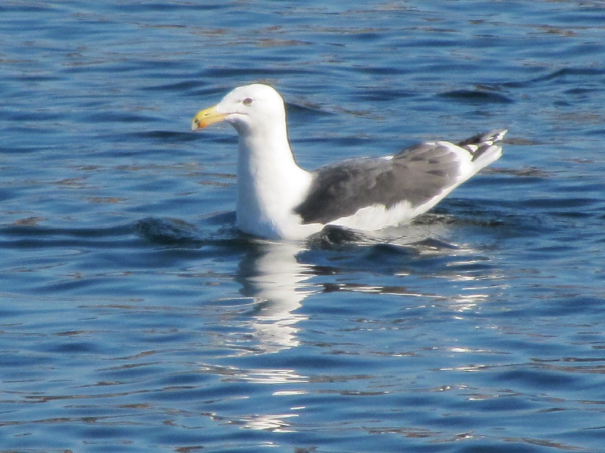 Great Black-backed Gull - Jose Martinez De Valdenebro