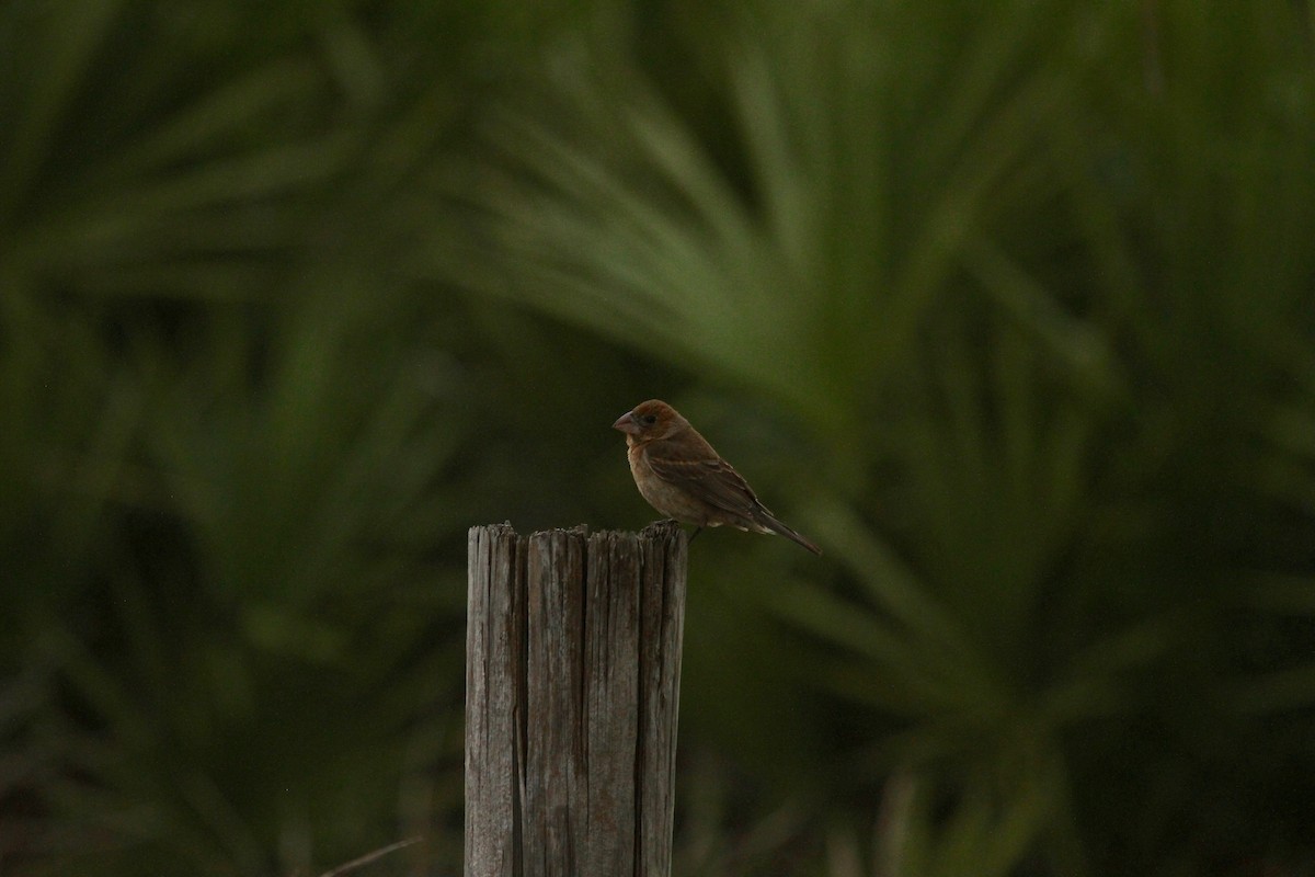 Blue Grosbeak - ML26084421