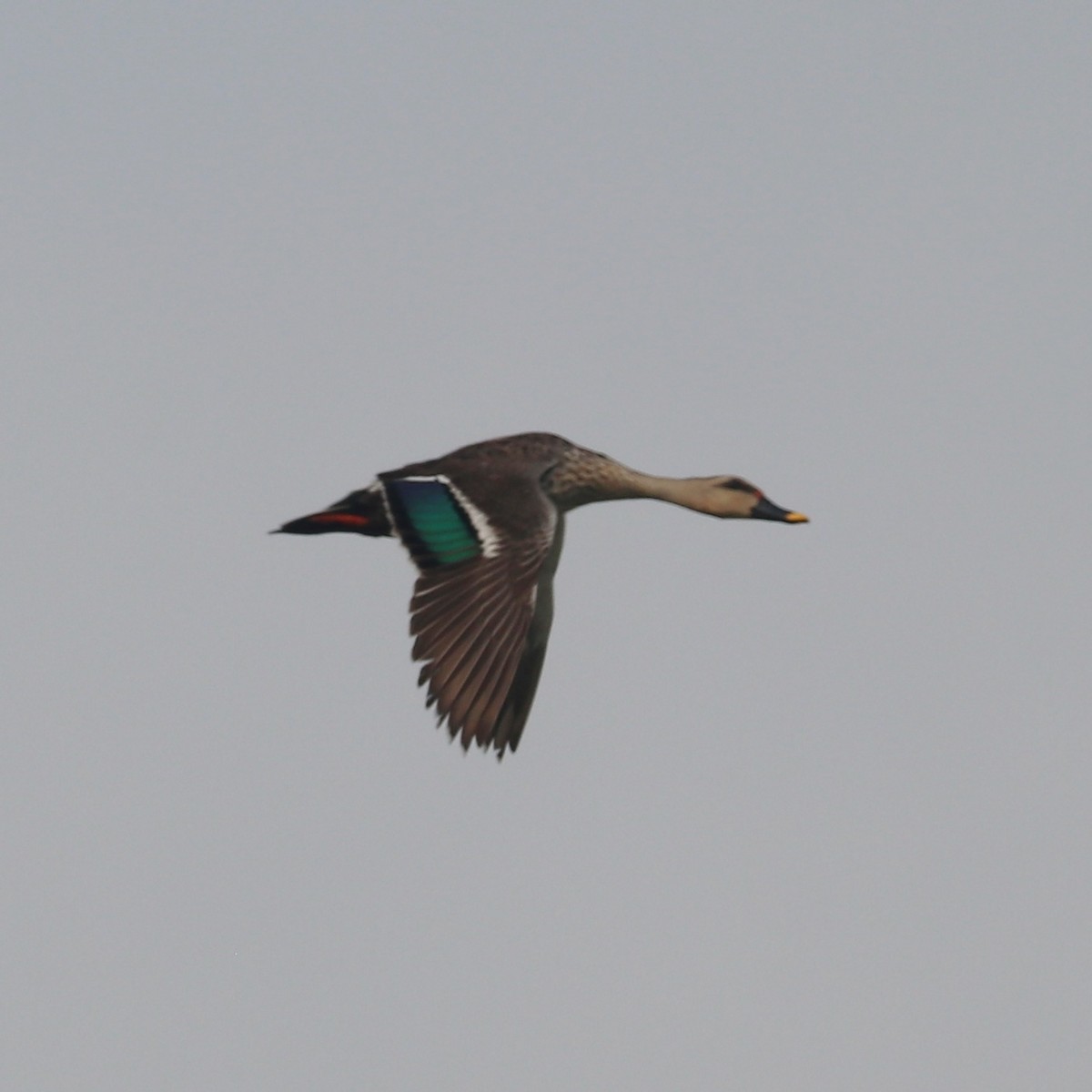 Indian Spot-billed Duck - Surendra Kumar R