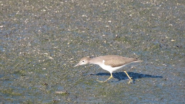 Spotted Sandpiper - ML260846091