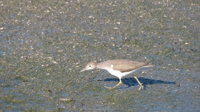 Spotted Sandpiper - ML260846091