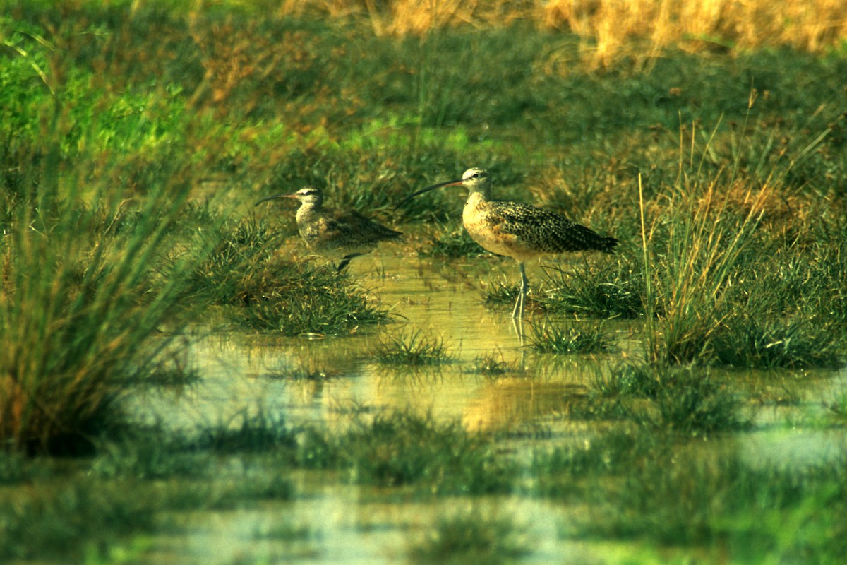 Rostbrachvogel - ML260846291