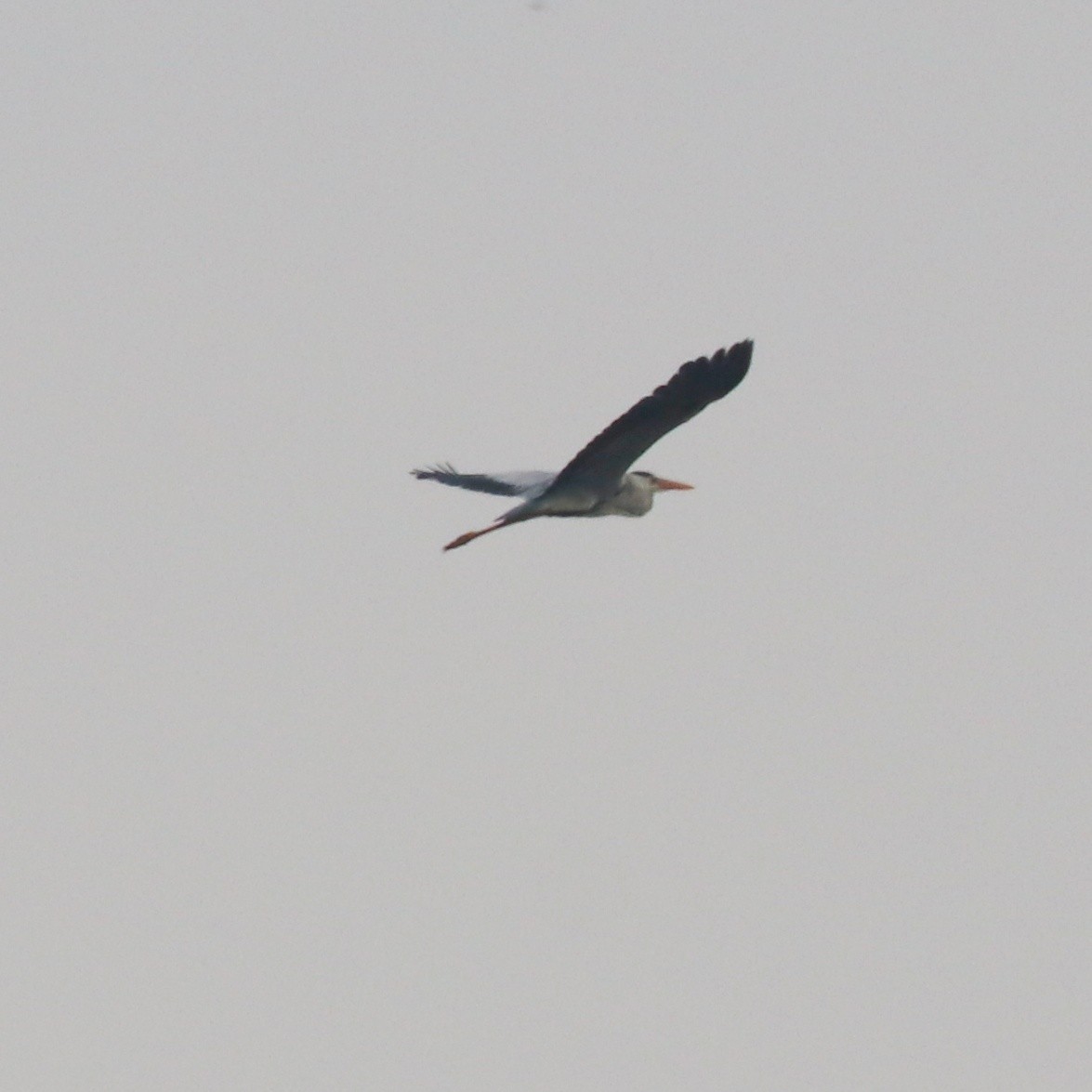 Gray Heron - ML260846301