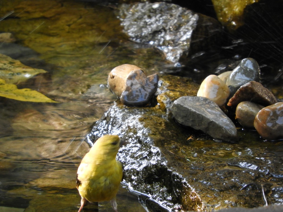 American Goldfinch - ML260847591