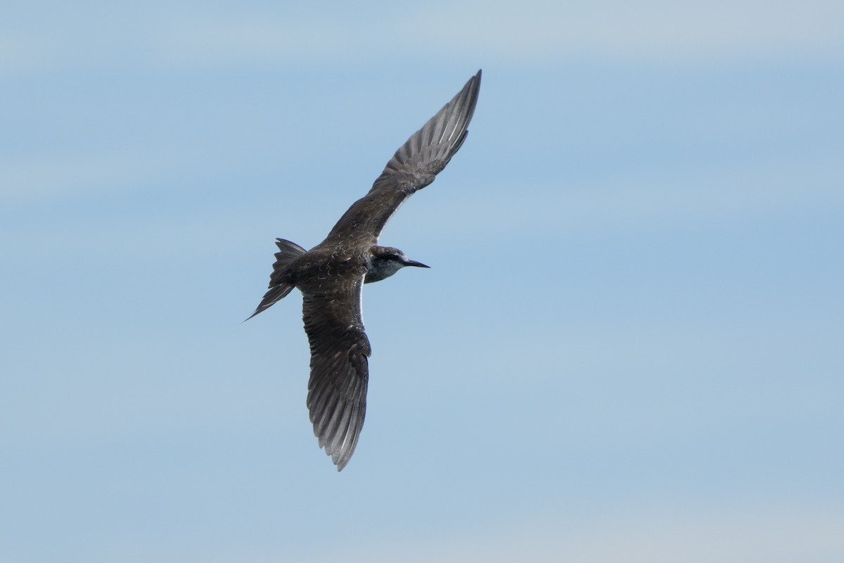 Sooty Tern - Vatcharavee Sriprasertsil