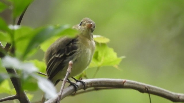 Western Flycatcher (Pacific-slope) - ML260847991