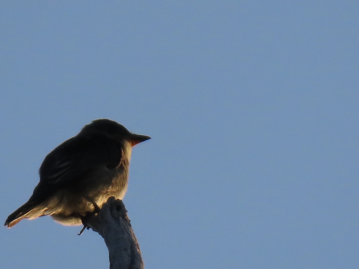 Olive-sided Flycatcher - David Williams