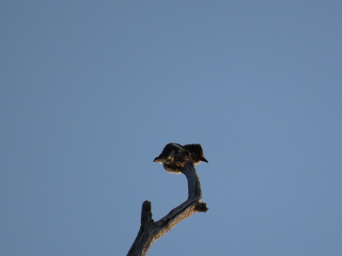 Olive-sided Flycatcher - ML260851281