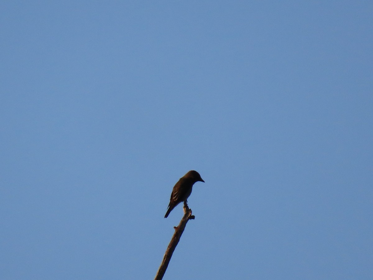 Olive-sided Flycatcher - David Williams