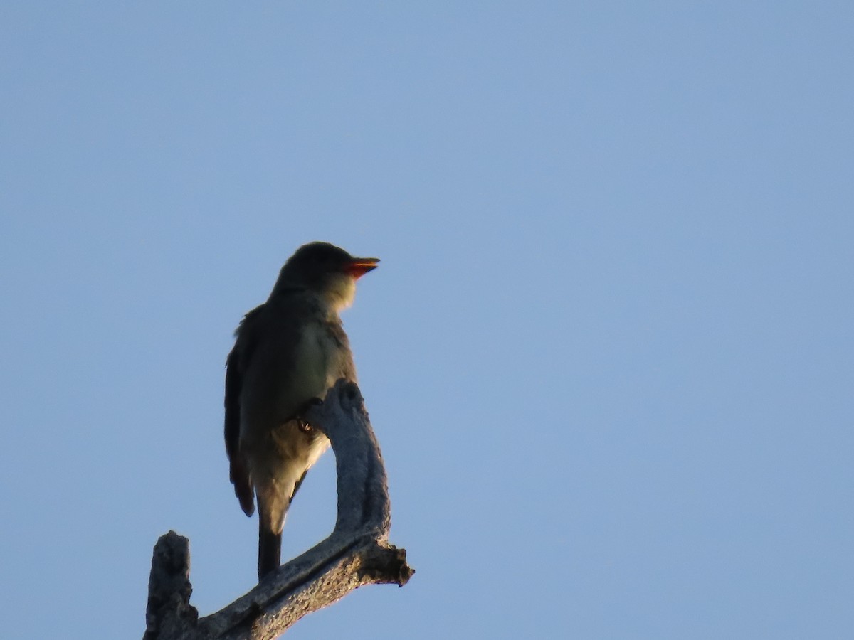 Olive-sided Flycatcher - ML260851311