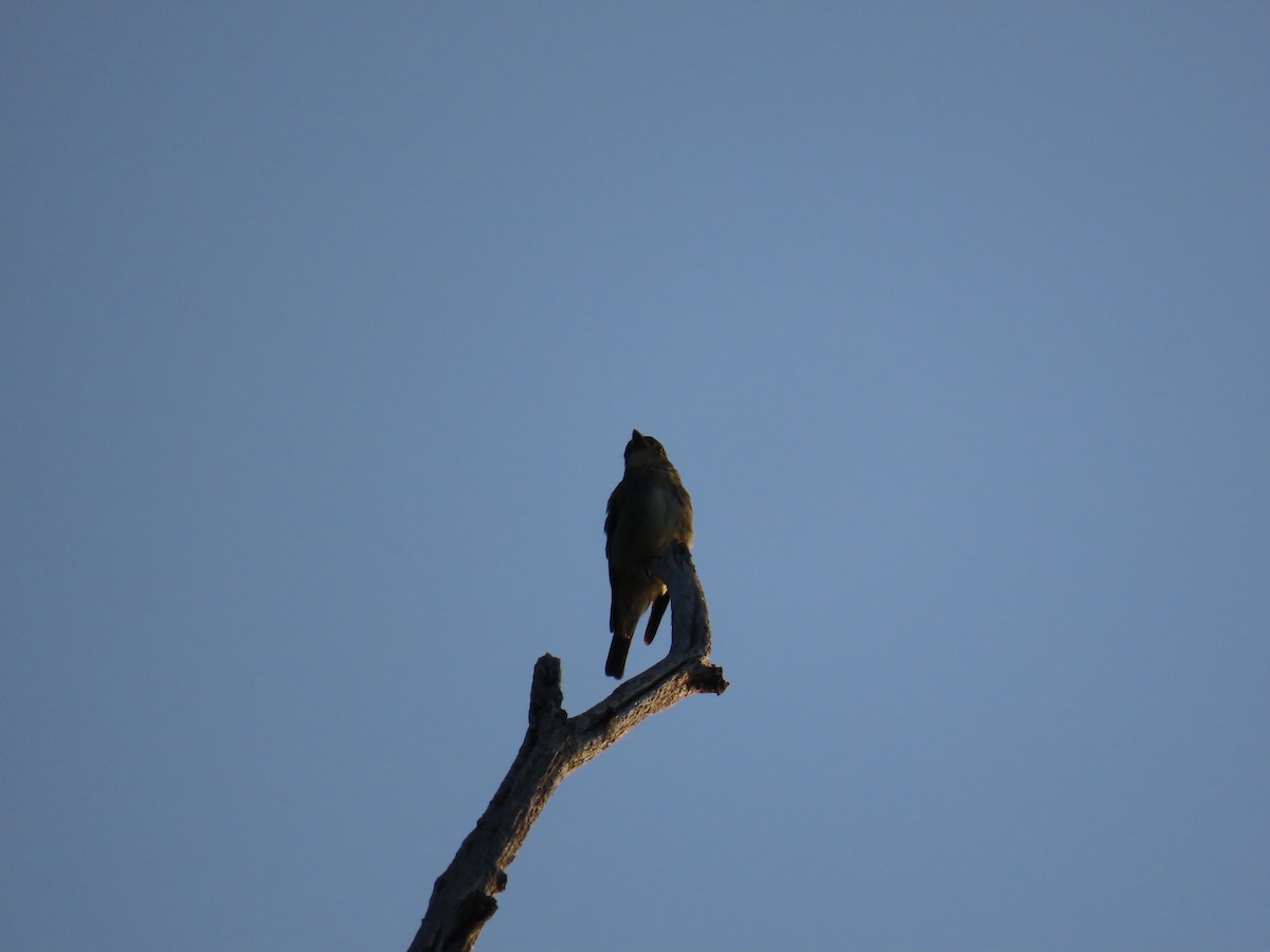 Olive-sided Flycatcher - David Williams