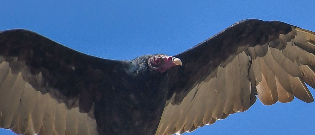 Turkey Vulture - ML260851931