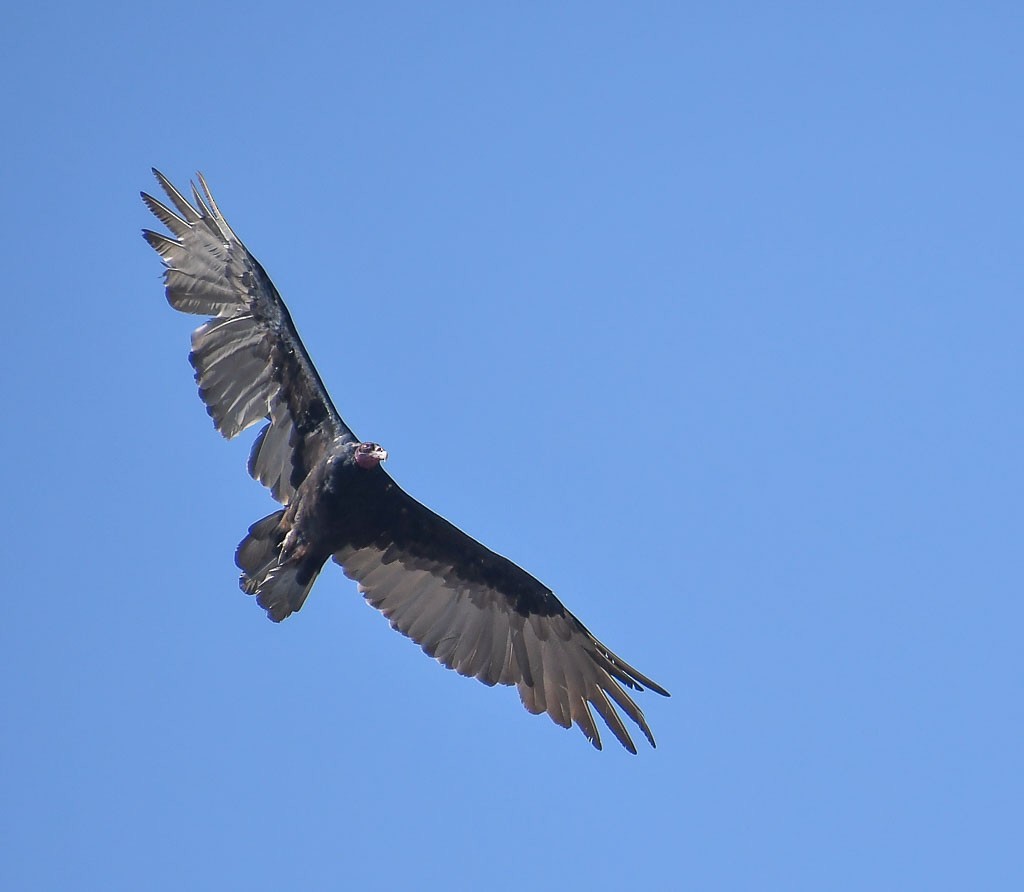 Turkey Vulture - ML260851941