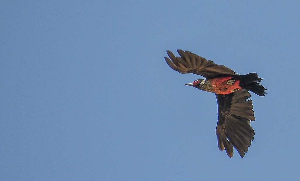 Lewis's Woodpecker - ML260852071
