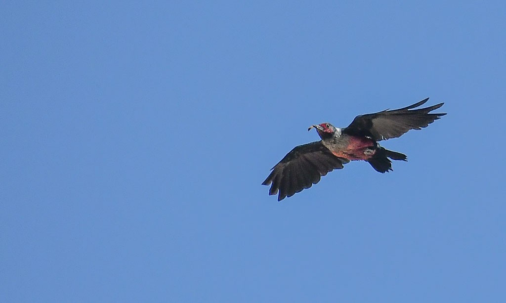 Lewis's Woodpecker - ML260852091