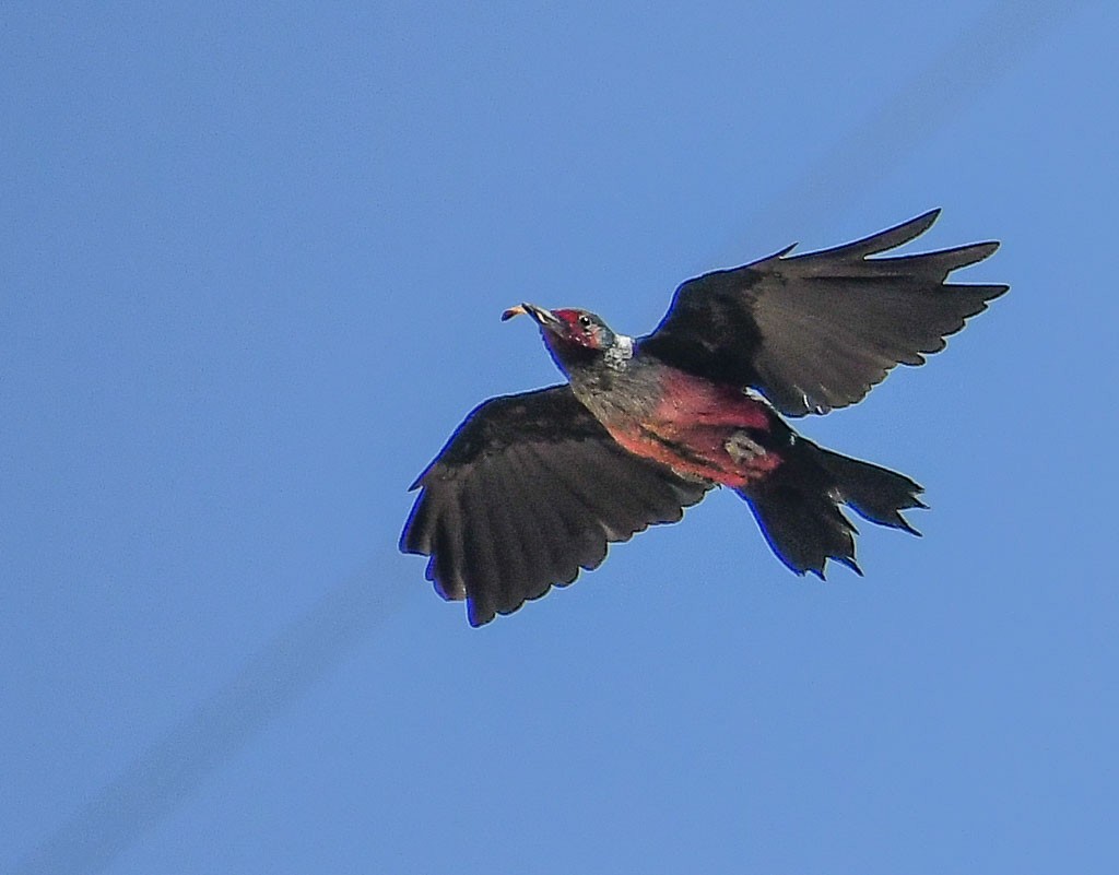 Lewis's Woodpecker - ML260852111