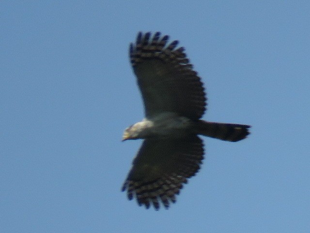 Gray-headed Kite - Romeu Gama