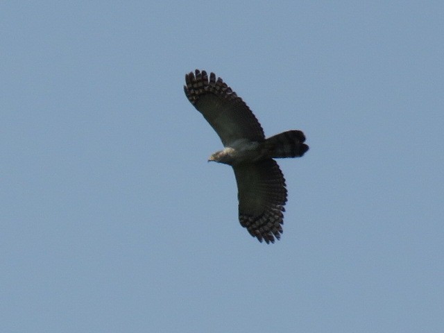 Gray-headed Kite - ML260855381