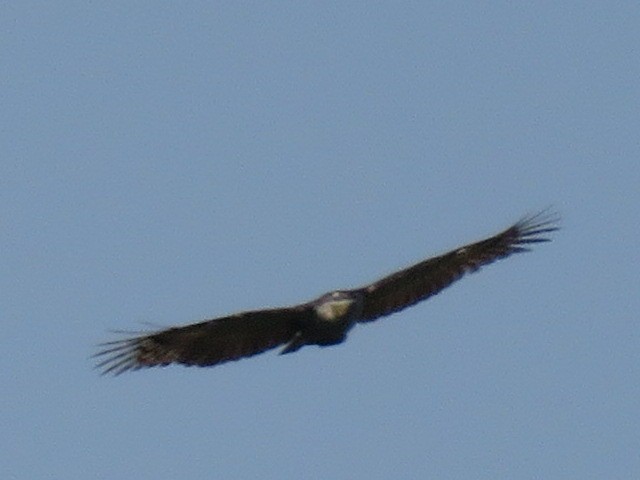 Gray-headed Kite - ML260855471