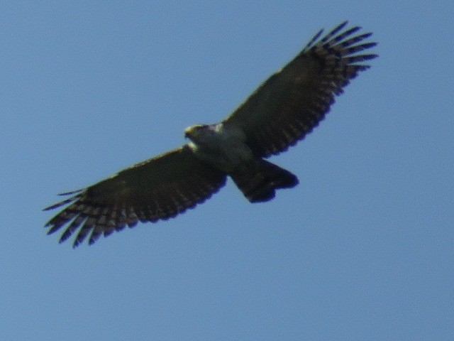 Gray-headed Kite - Romeu Gama