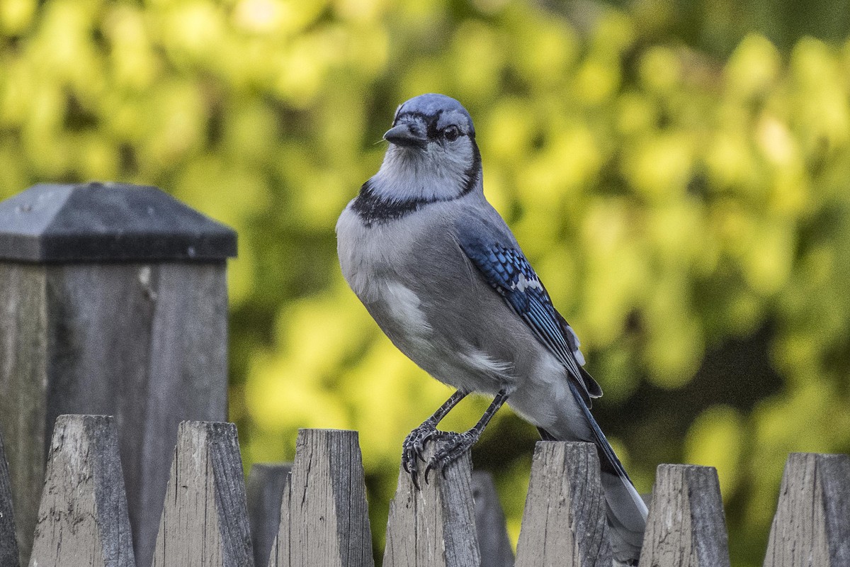 Blue Jay - Jim Linker