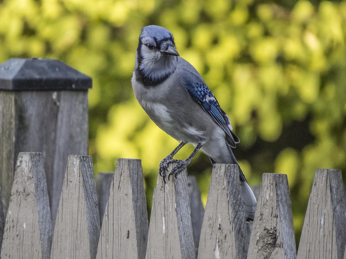 Blue Jay - ML260857101