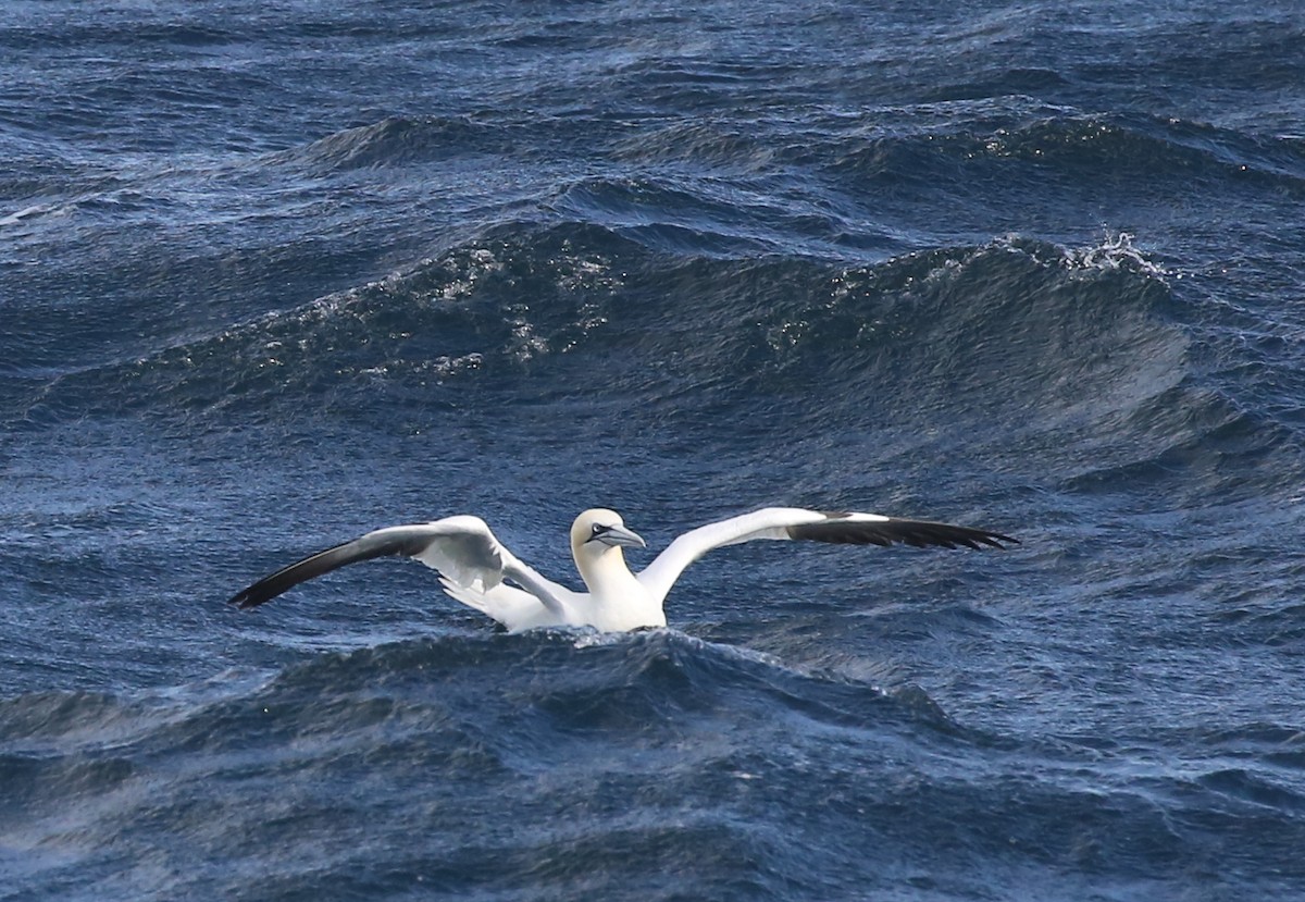 Northern Gannet - ML260857621