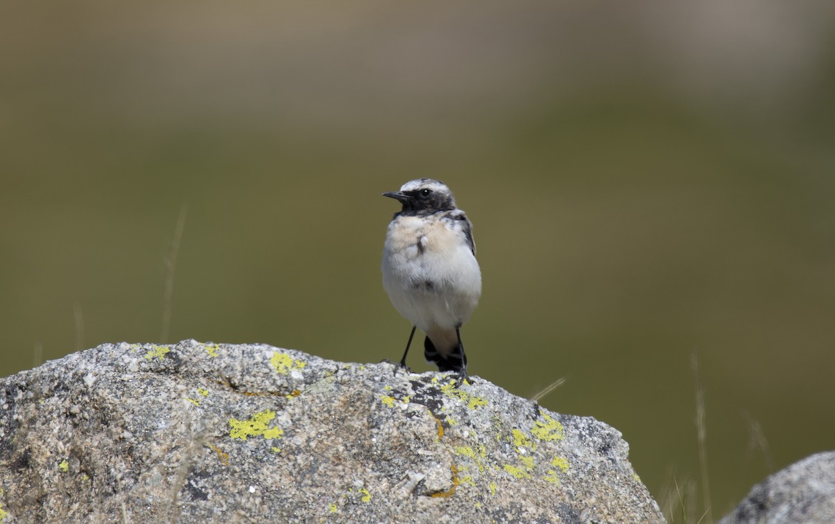 Atlas Wheatear - ML260857831