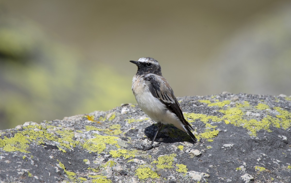 Atlas Wheatear - ML260857981