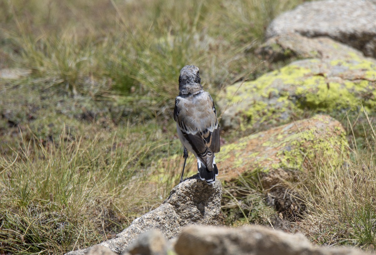 Atlas Wheatear - ML260858071