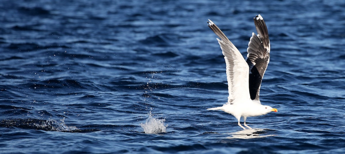 Great Black-backed Gull - ML260858241