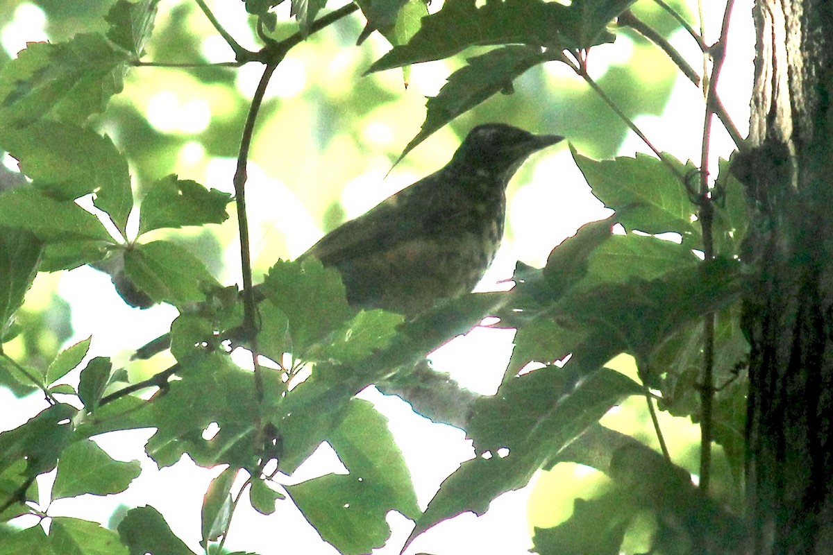 American Robin - ML260858331