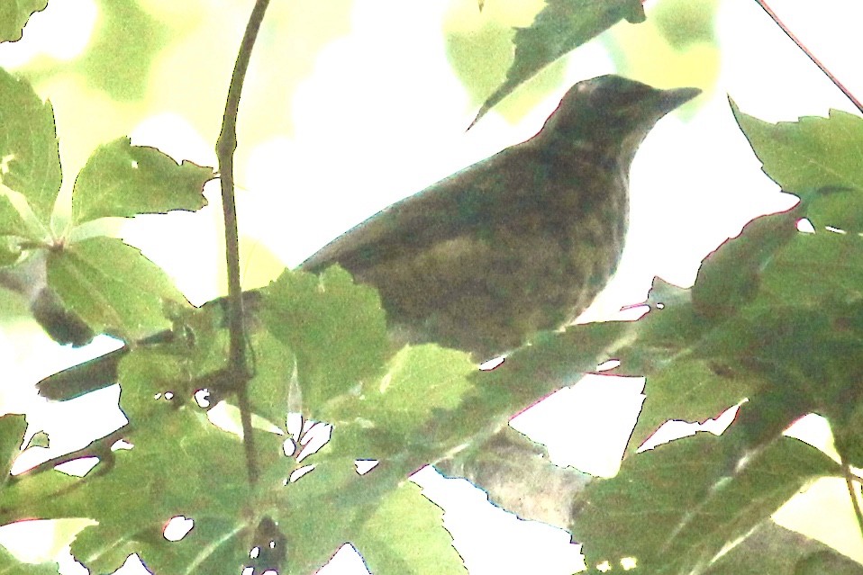 American Robin - ML260858411