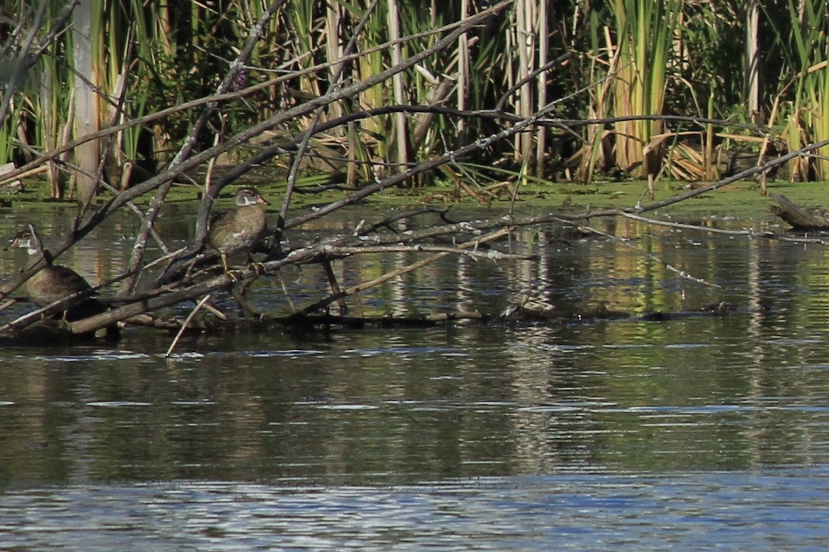 Wood Duck - ML260858651