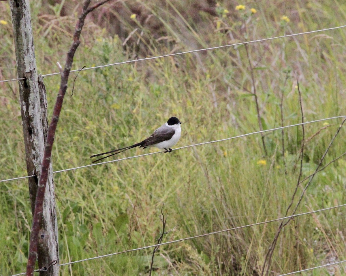 Fork-tailed Flycatcher - ML260858711