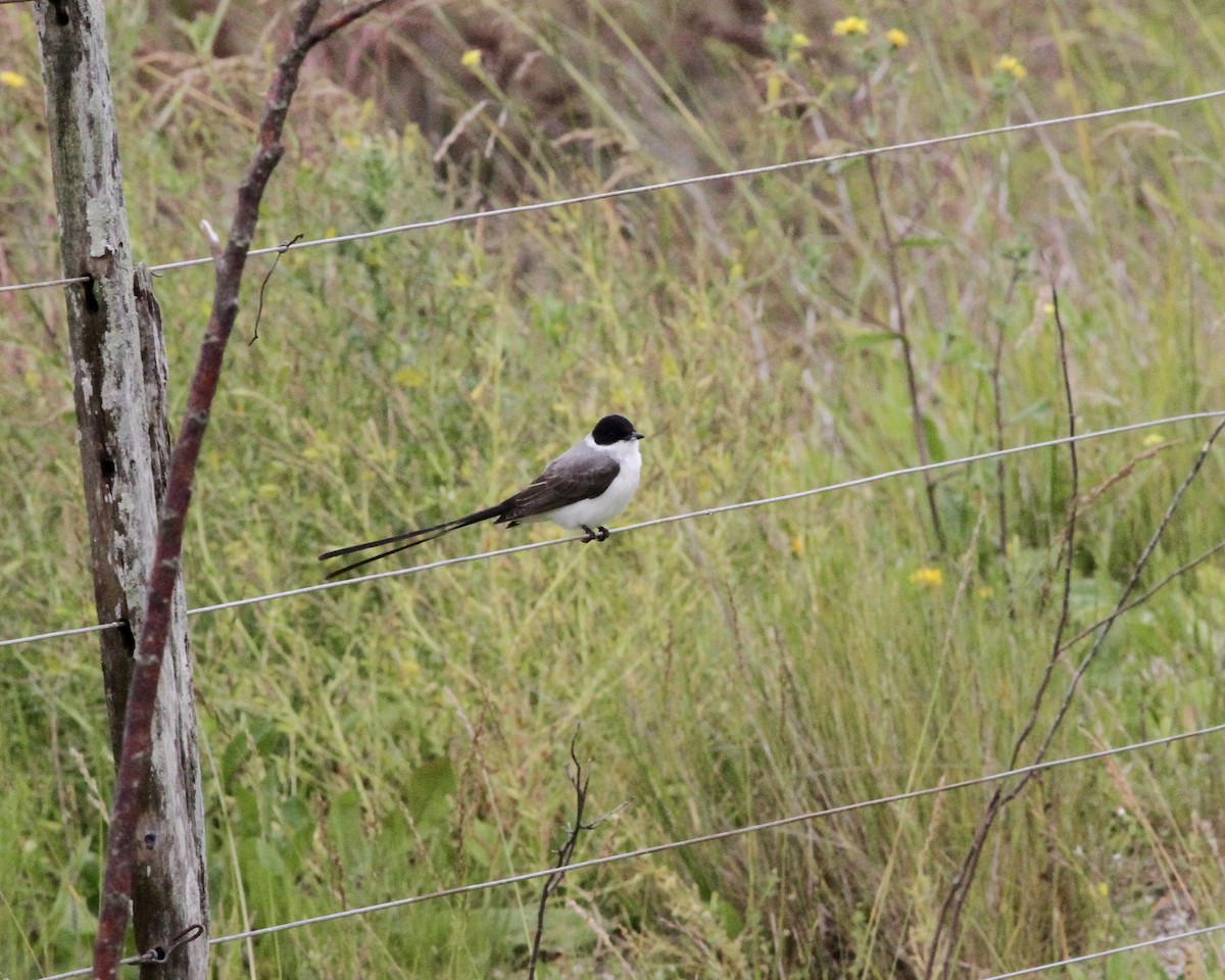 Fork-tailed Flycatcher - ML260858711