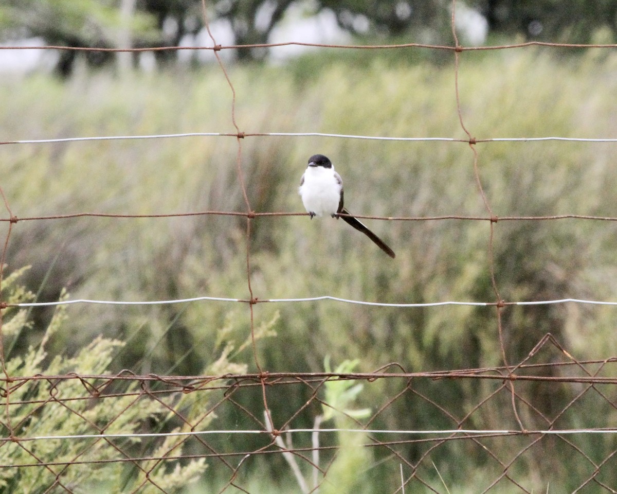 Fork-tailed Flycatcher - ML260858721