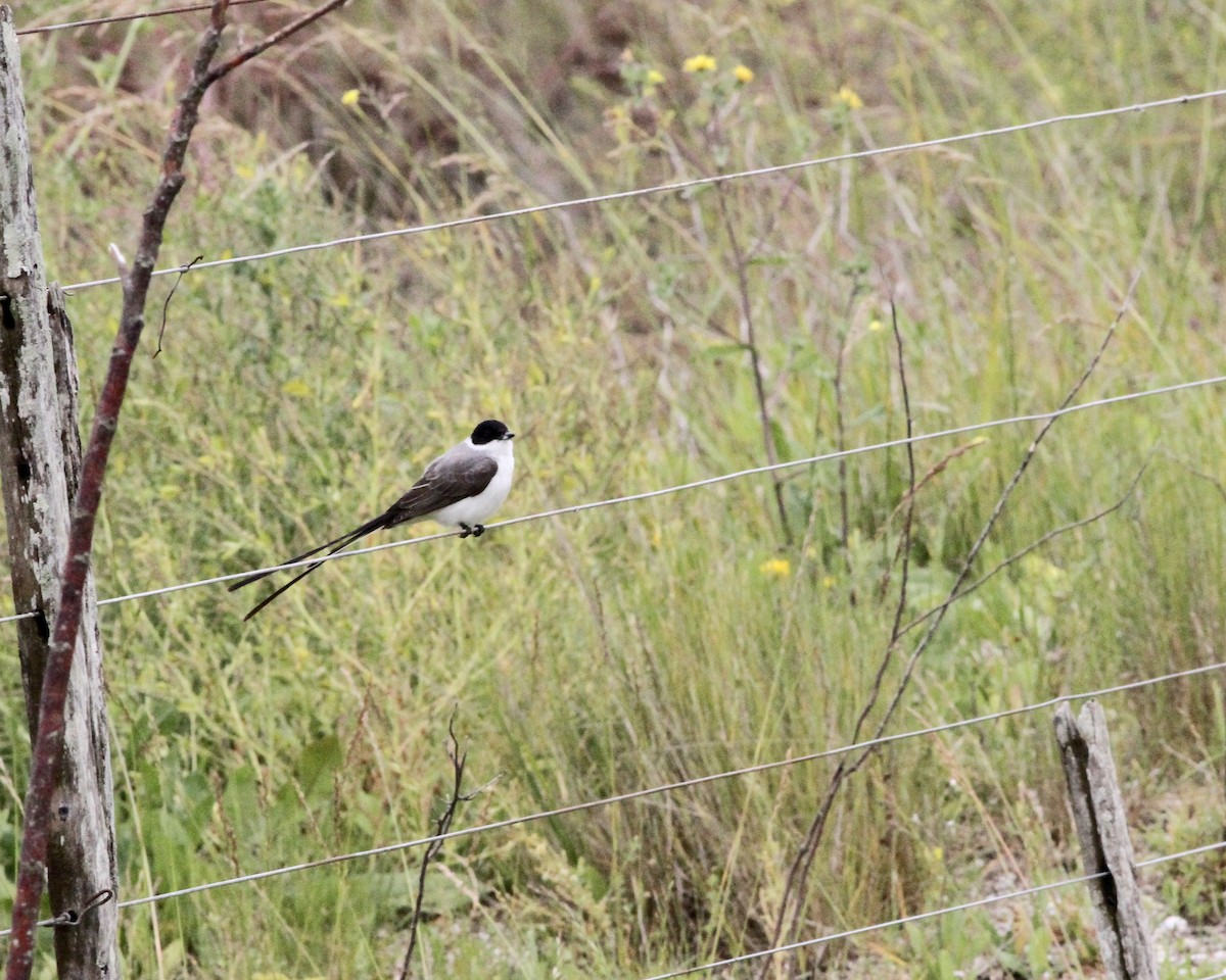 Fork-tailed Flycatcher - ML260858731