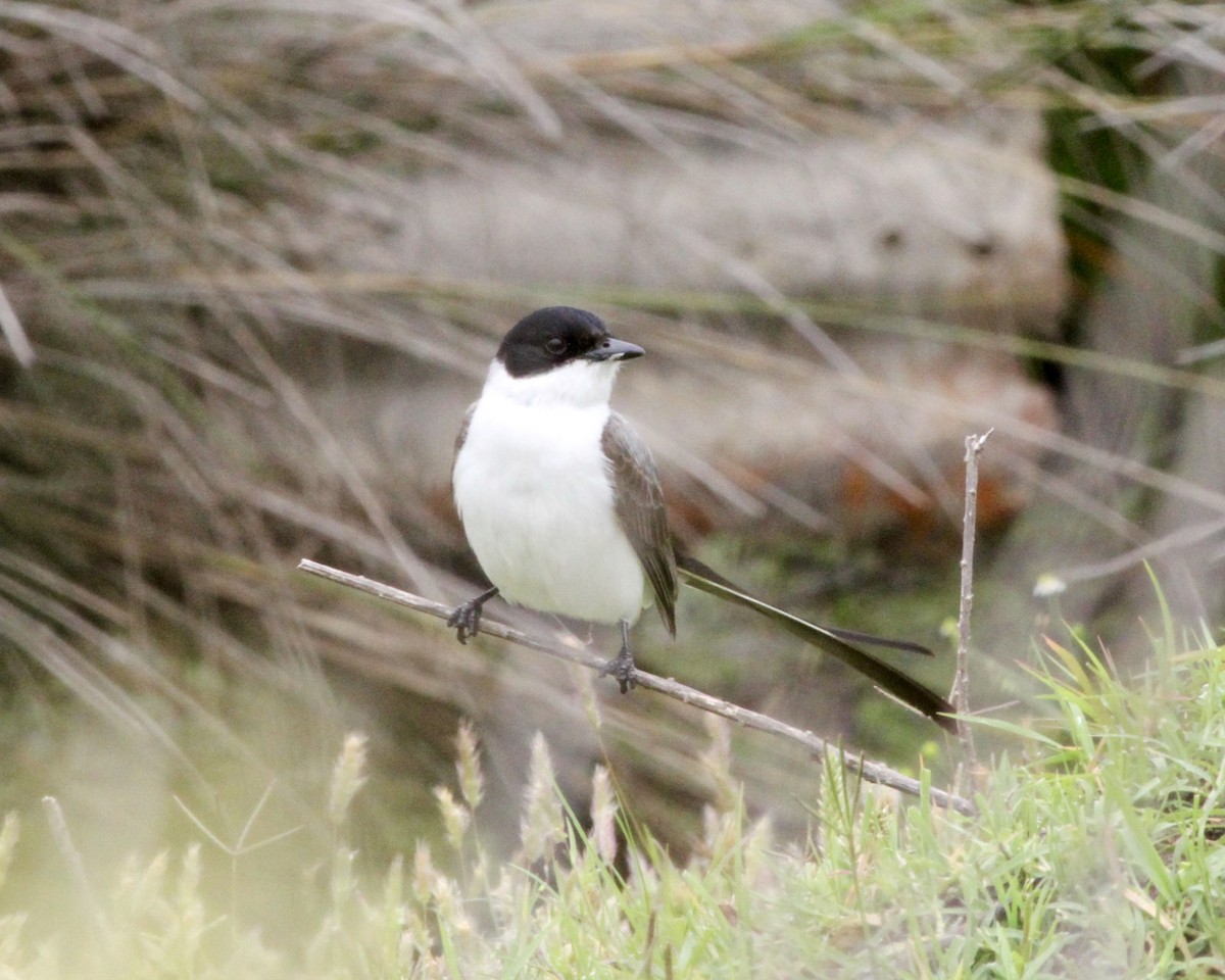 Fork-tailed Flycatcher - ML260858741