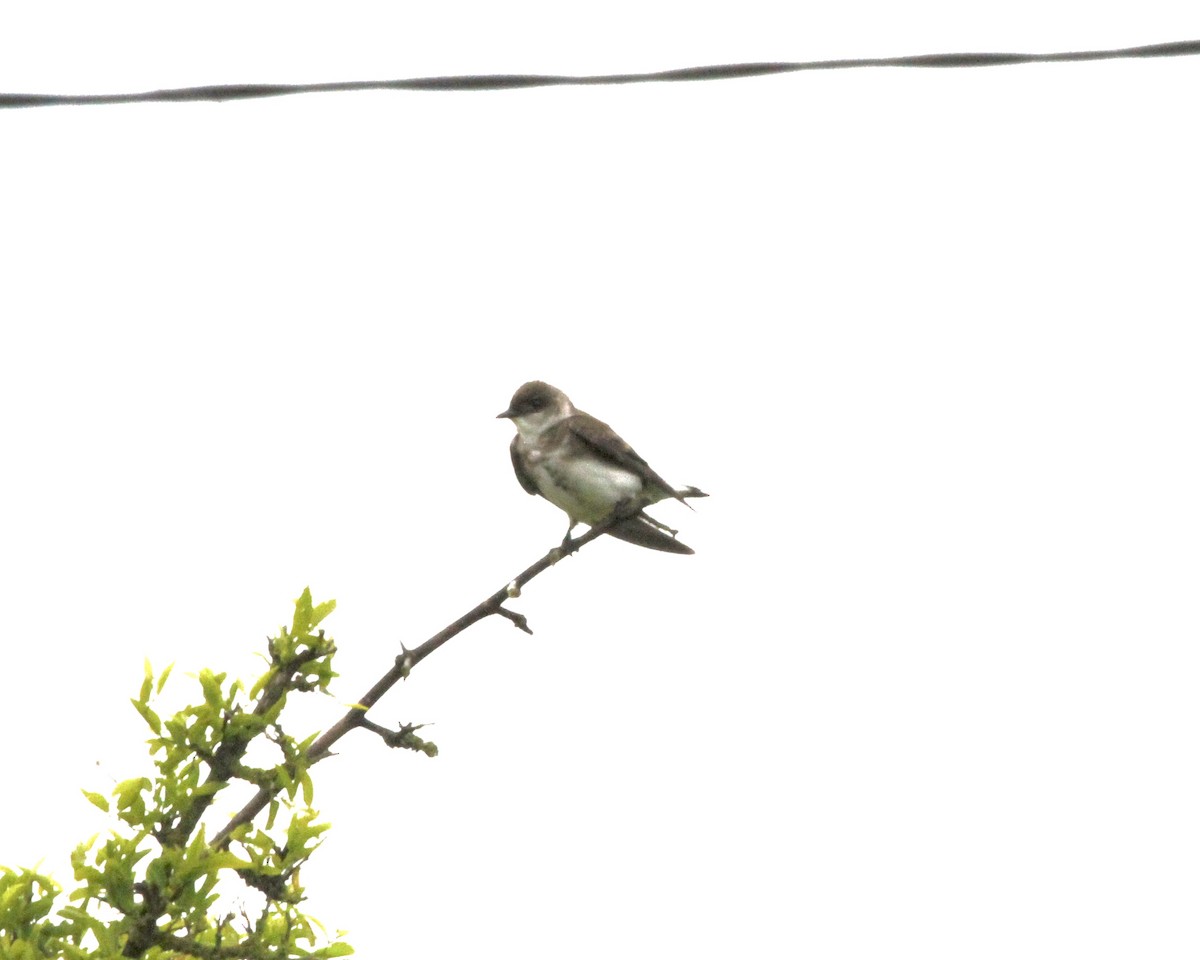 Brown-chested Martin - ML260858791