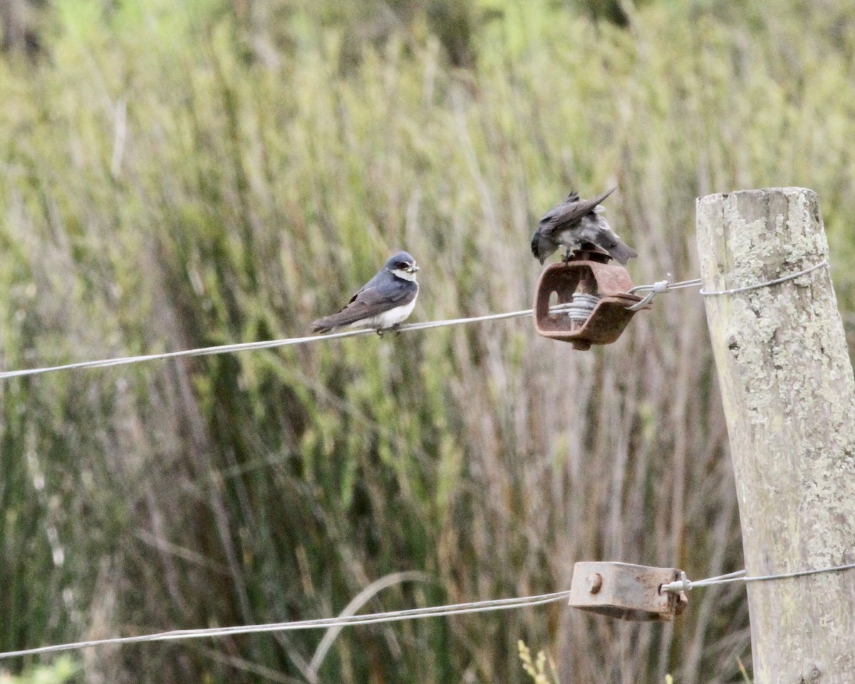 White-rumped Swallow - ML260858911