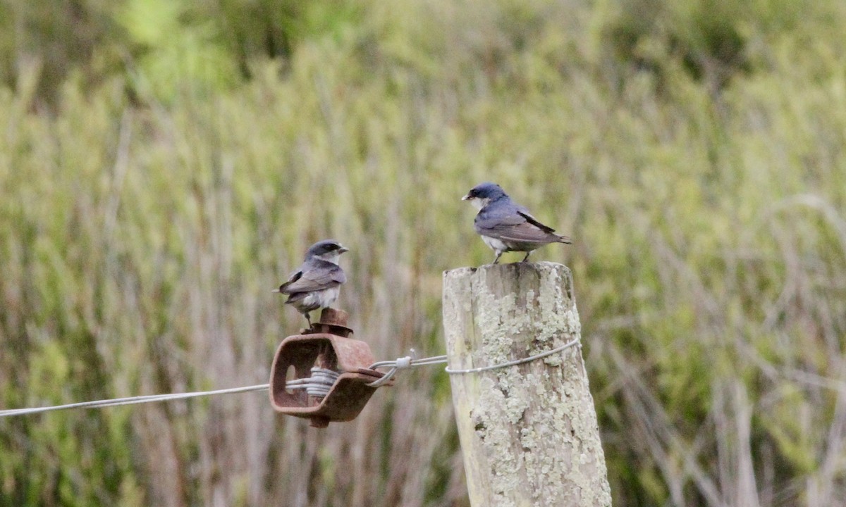 White-rumped Swallow - ML260858921