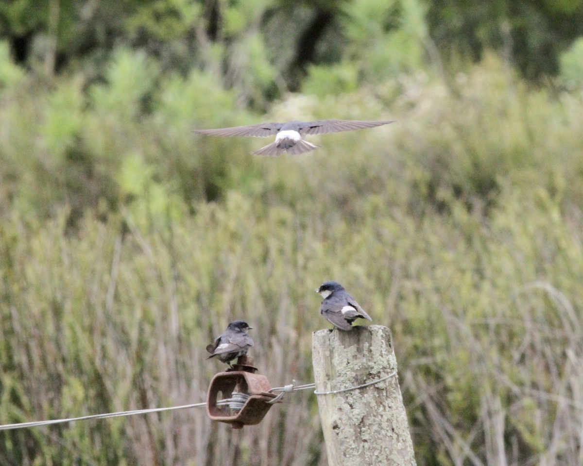 White-rumped Swallow - ML260858941