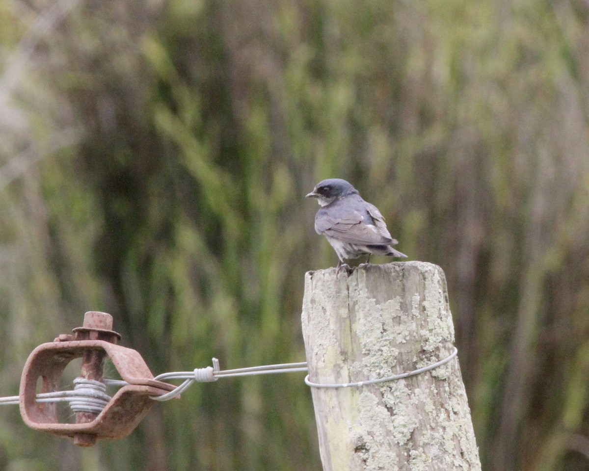 White-rumped Swallow - ML260858951